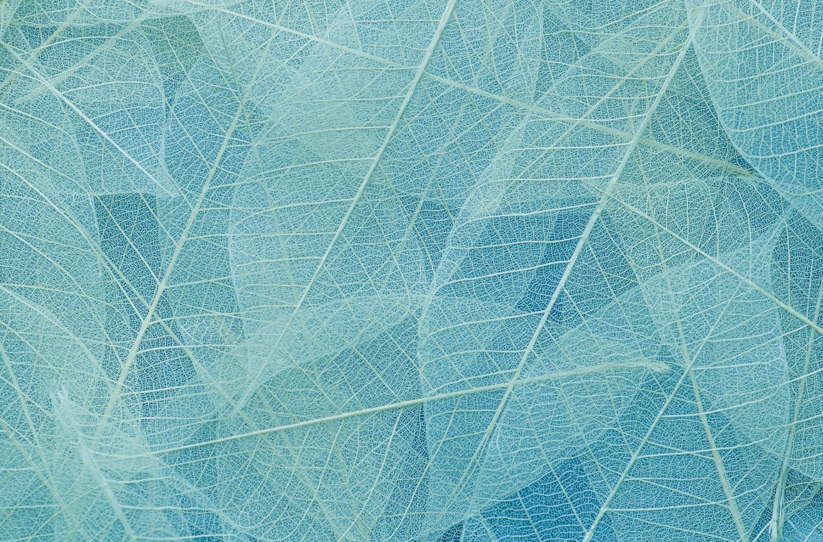 The image shows a close-up of translucent leaf skeletons in soft blue tones, creating a delicate and intricate pattern throughout.